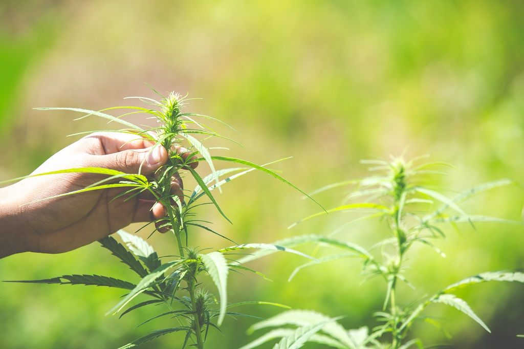 Weed Delivery Hamilton